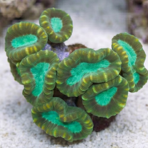 Trumpet Coral: Colored