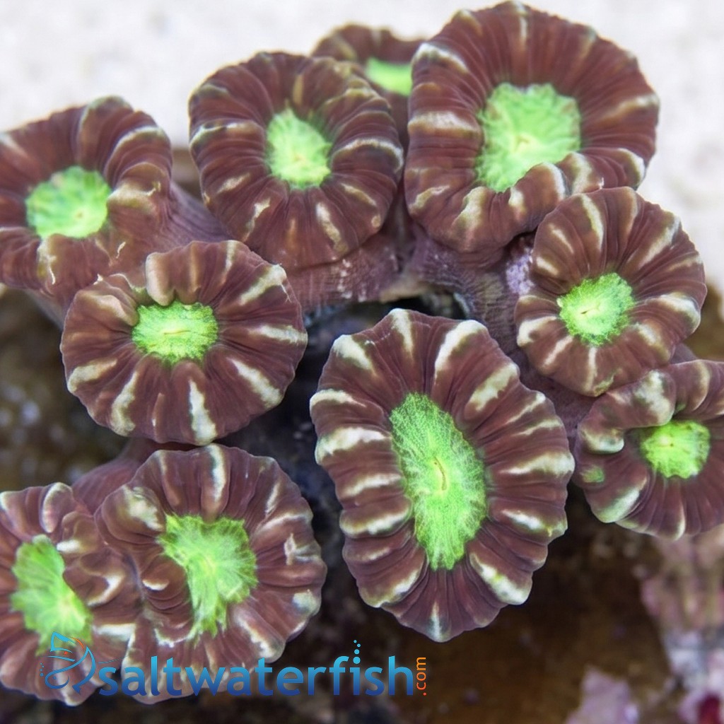 Trumpet Candy Cane Coral - Aquacultured