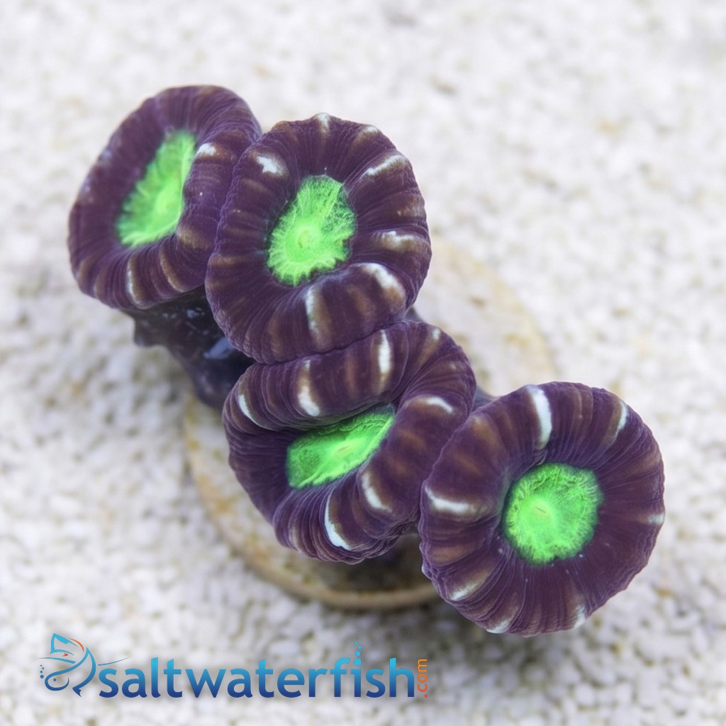 Trumpet Candy Cane Coral - Aquacultured