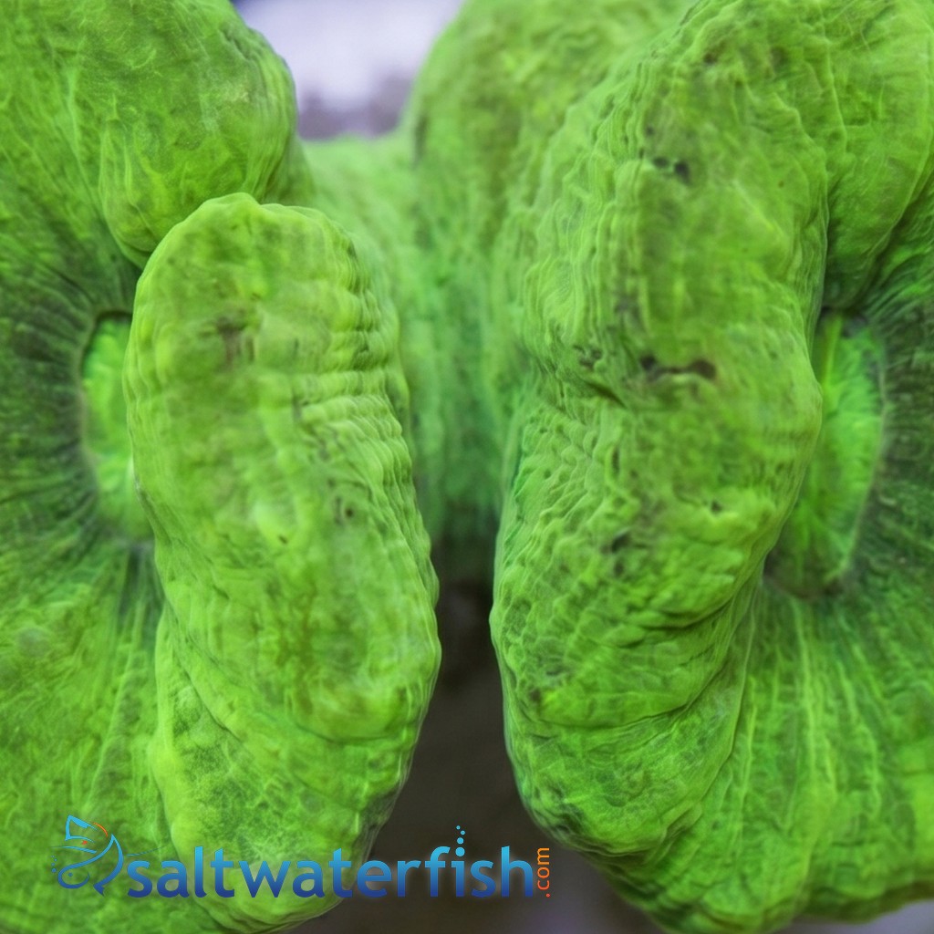 Trumpet Coral: Metallic Green - Aquacultured
