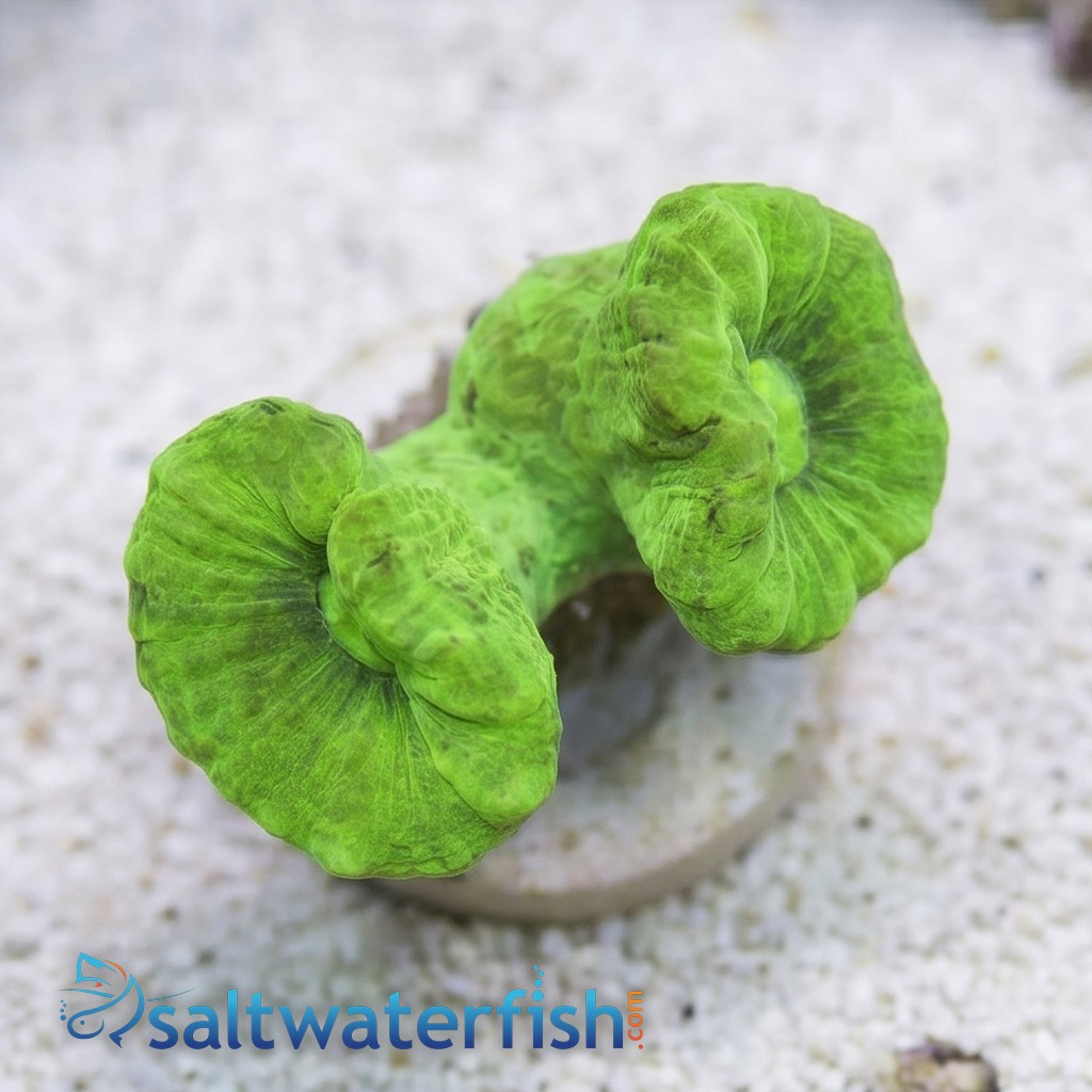 Trumpet Coral: Metallic Green - Aquacultured