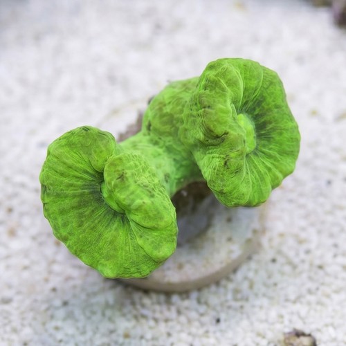 Trumpet Coral: Metallic Green - Aquacultured