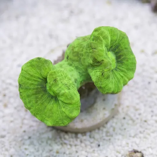 Trumpet Coral: Metallic Green - Aquacultured