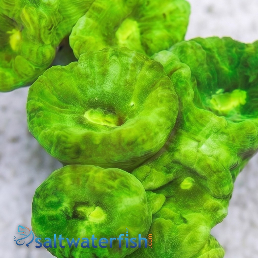Trumpet Coral: Metallic Green - Indo Pacific