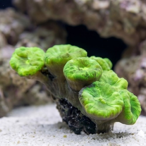 Trumpet Coral: Metallic Green - Indo Pacific