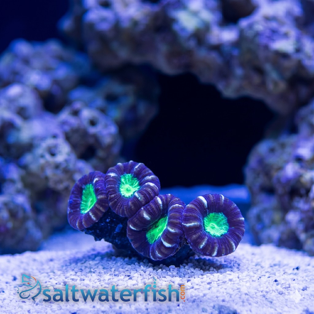 Trumpet Candy Cane Coral