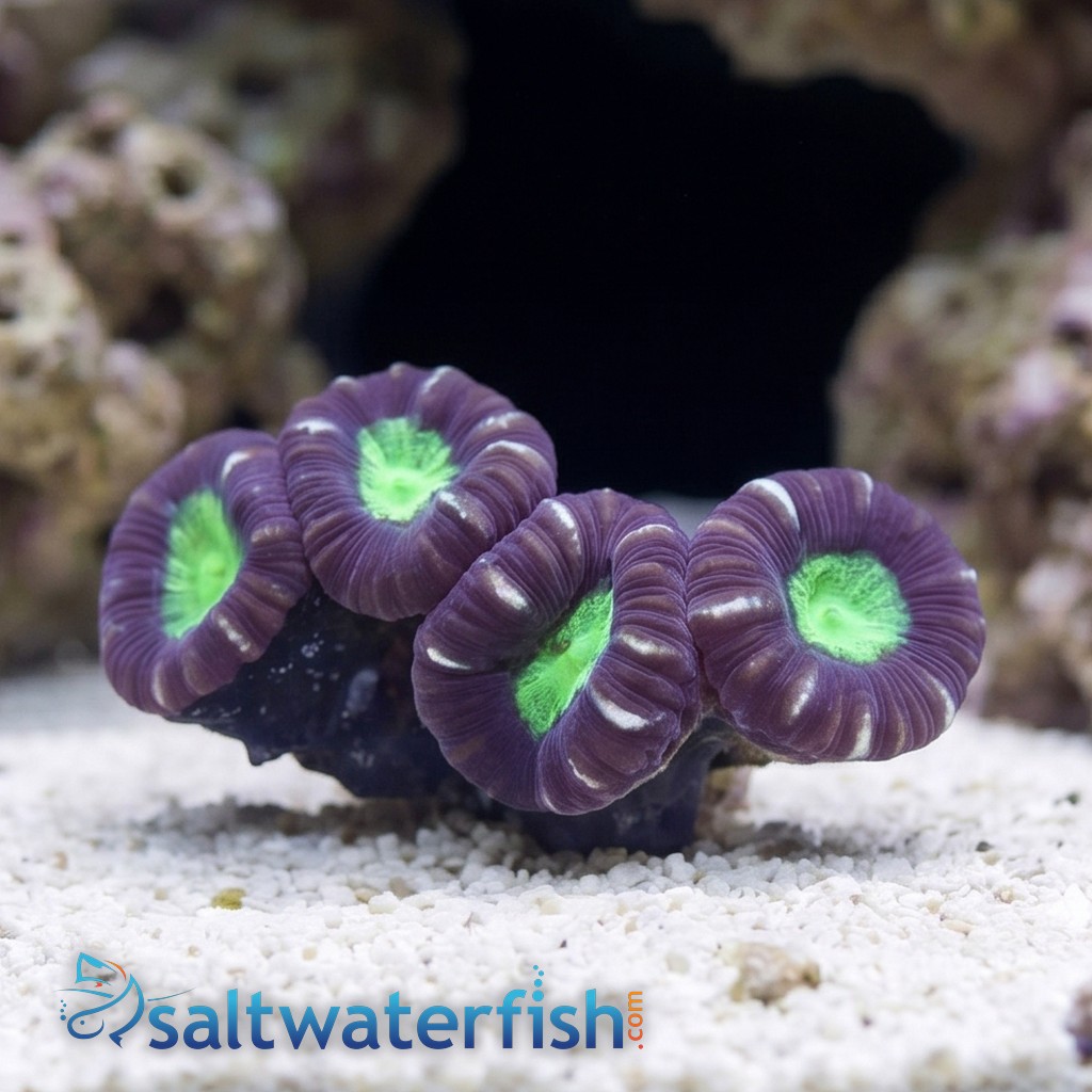 Trumpet Candy Cane Coral