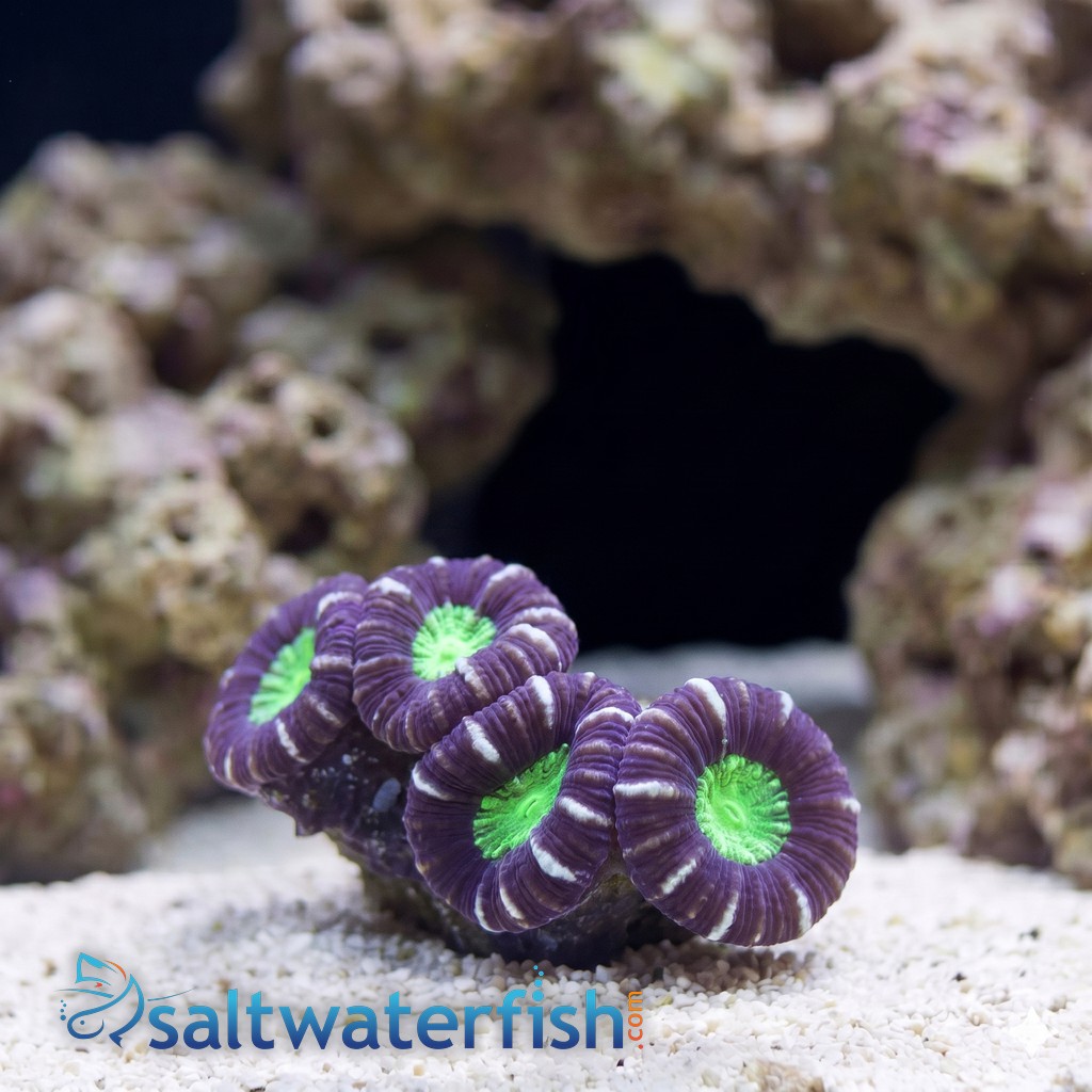 Trumpet Candy Cane Coral