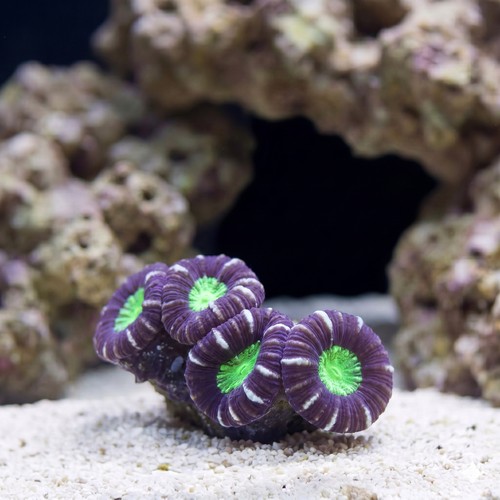 Trumpet Candy Cane Coral - Central Pacific