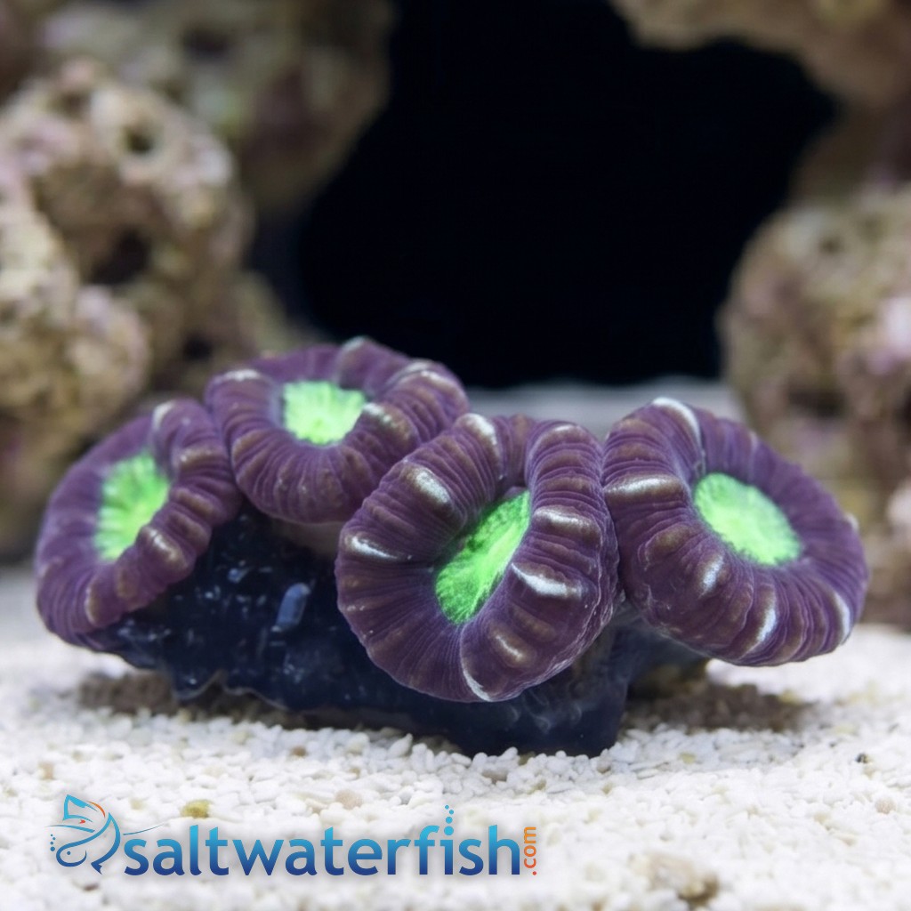 Trumpet Candy Cane Coral - Fiji