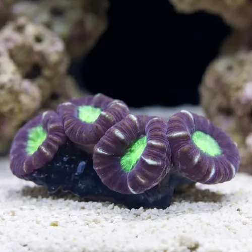 Trumpet Candy Cane Coral - Fiji