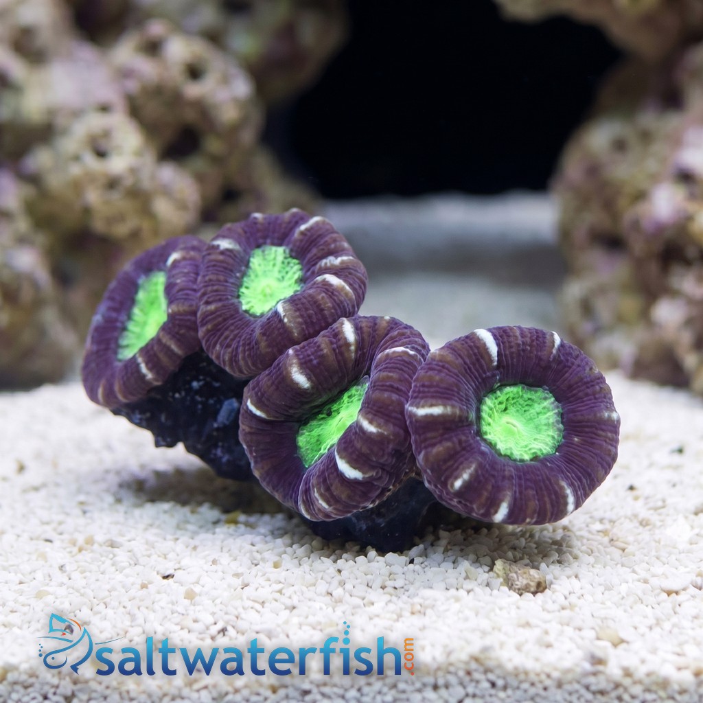 Trumpet Candy Cane Coral - Aquacultured