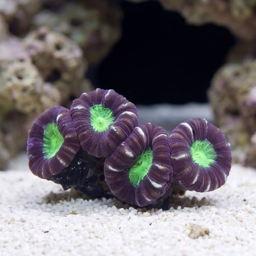Trumpet Candy Cane Coral - Aquacultured