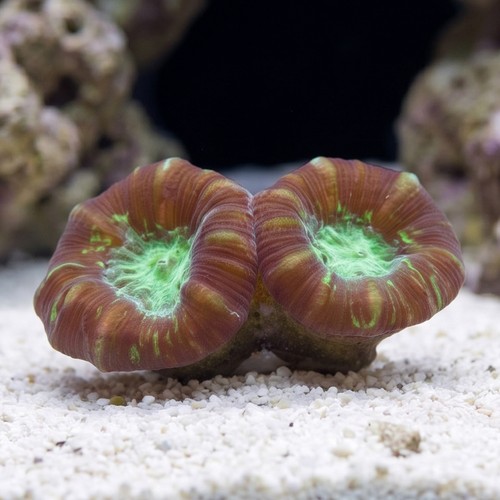 Trumpet Candy Cane Coral - Aquacultured