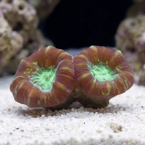 Trumpet Candy Cane Coral - Aquacultured