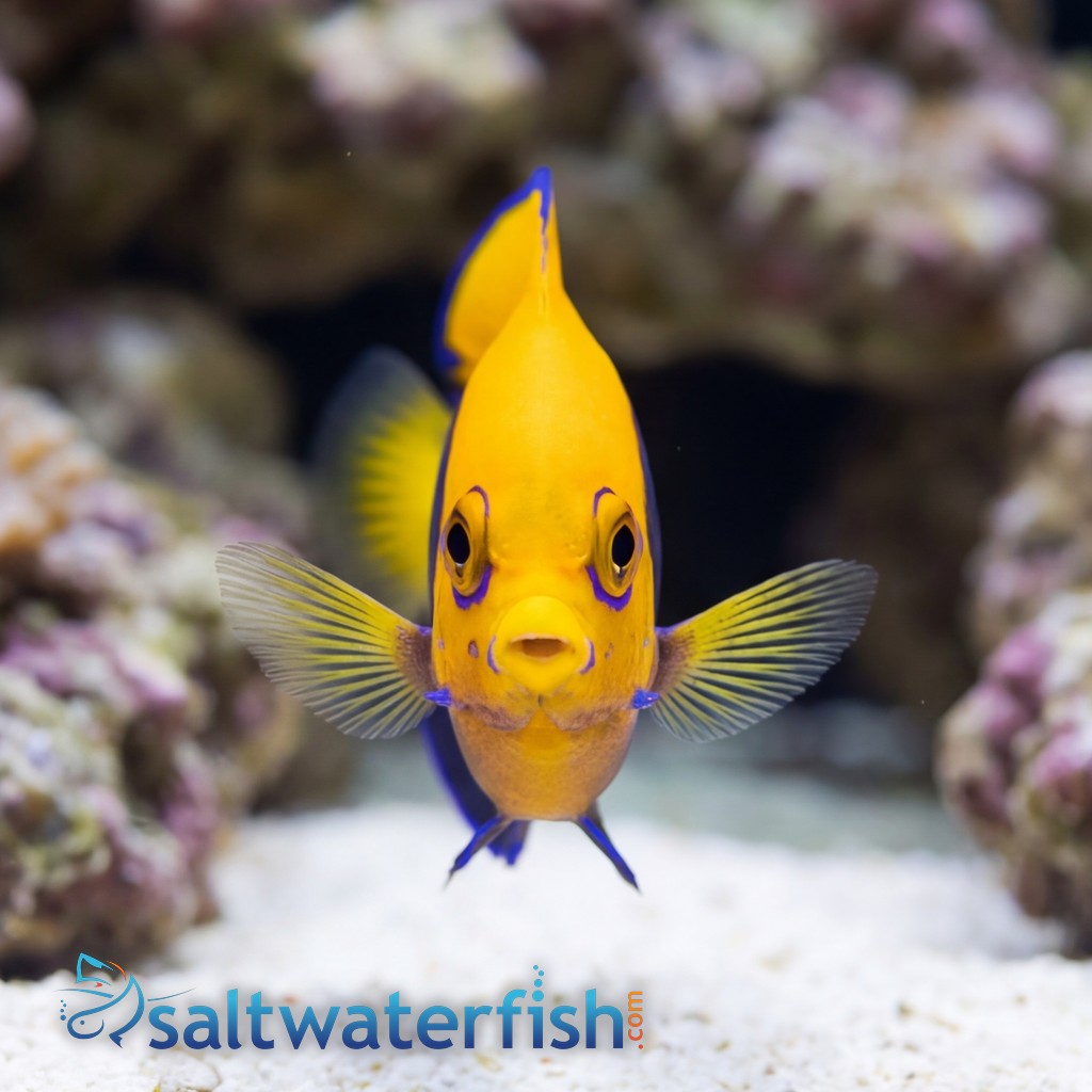 Flameback Angelfish - Africa