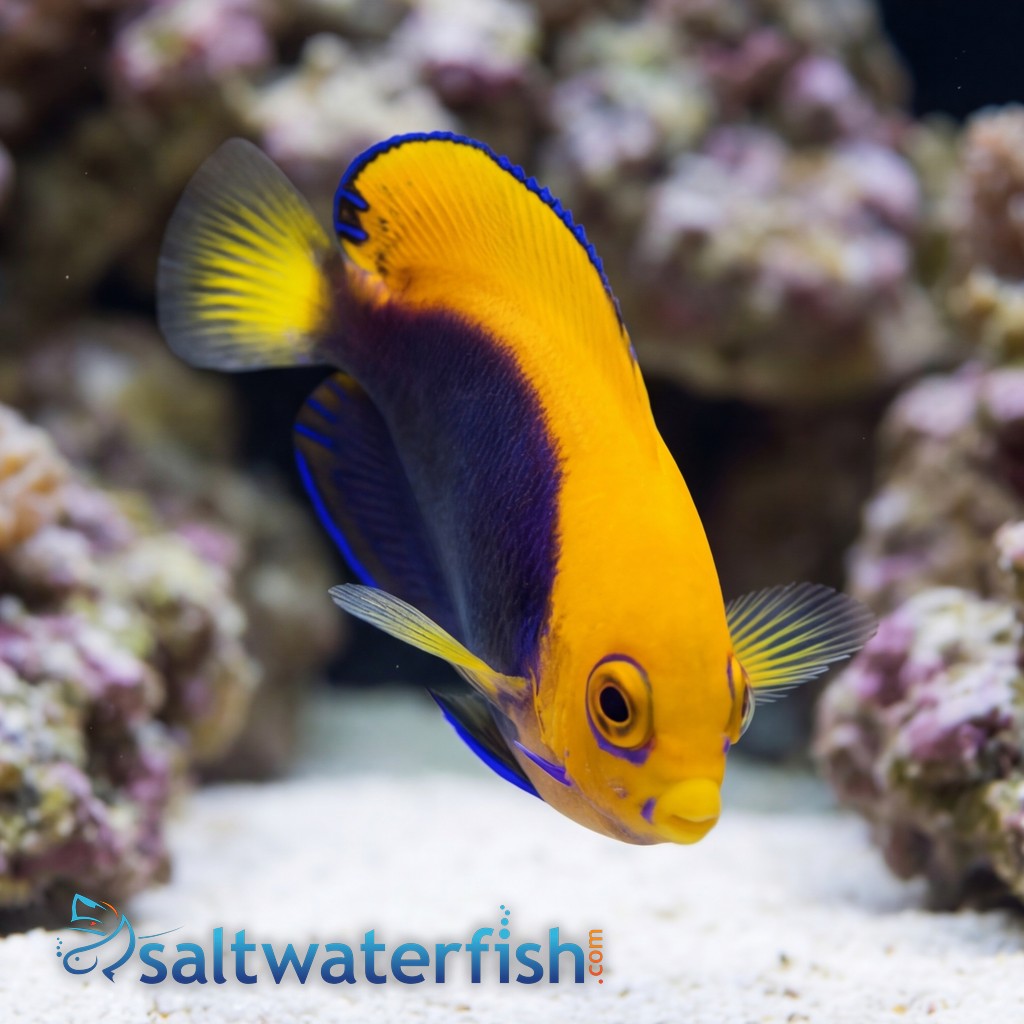 Flameback Angelfish - Africa