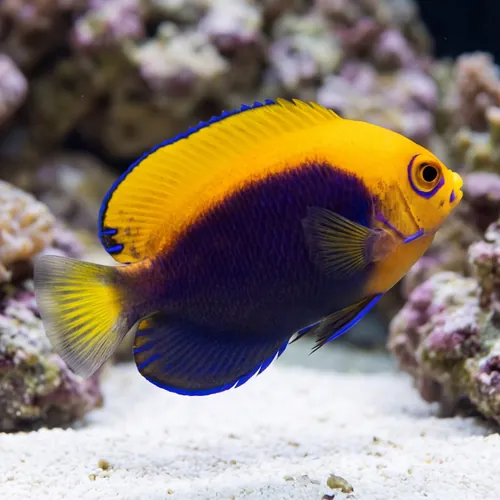 Flameback Angelfish - Africa