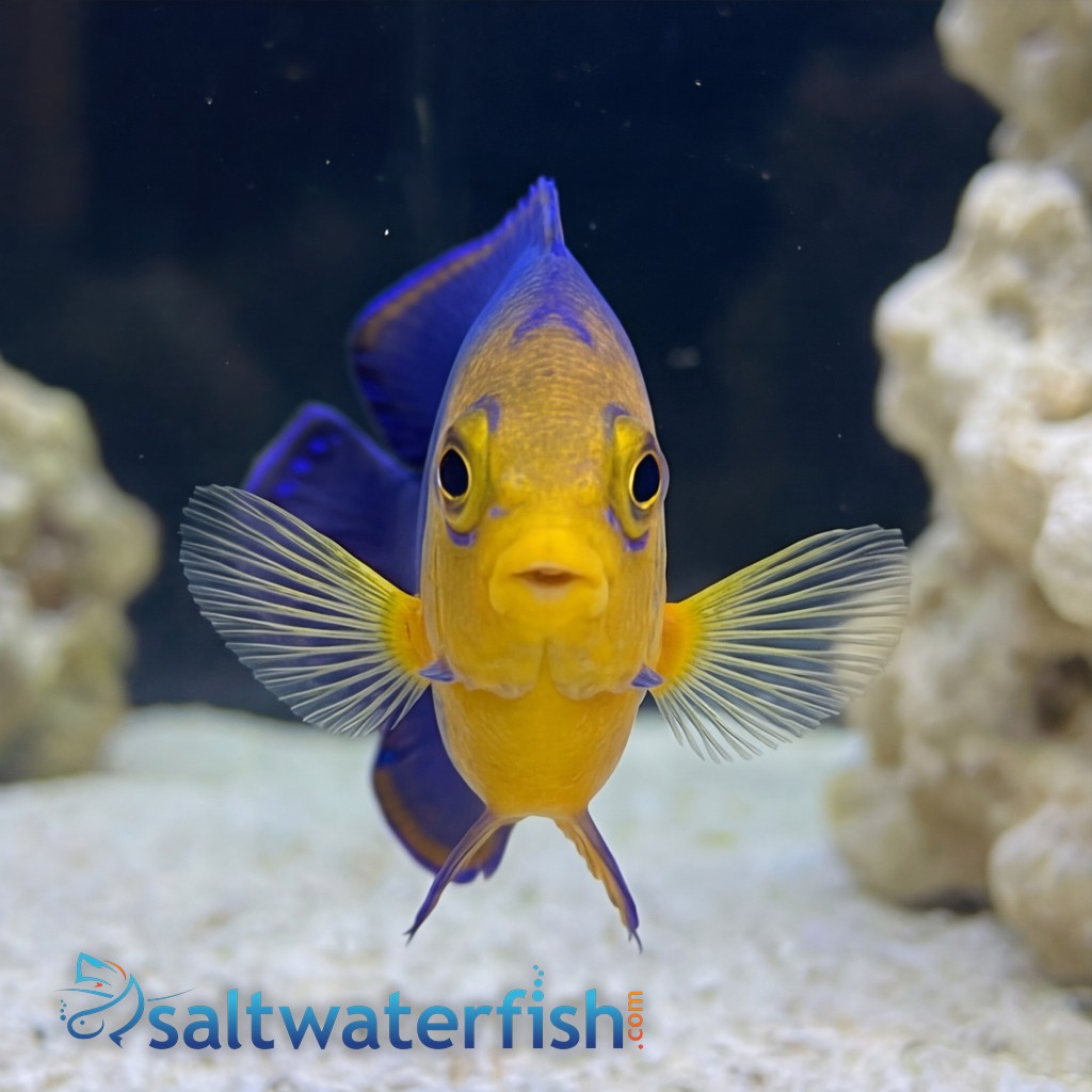 Pygmy Angelfish