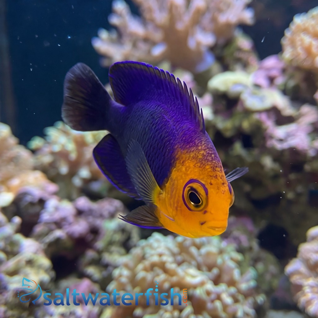 Pygmy Angelfish