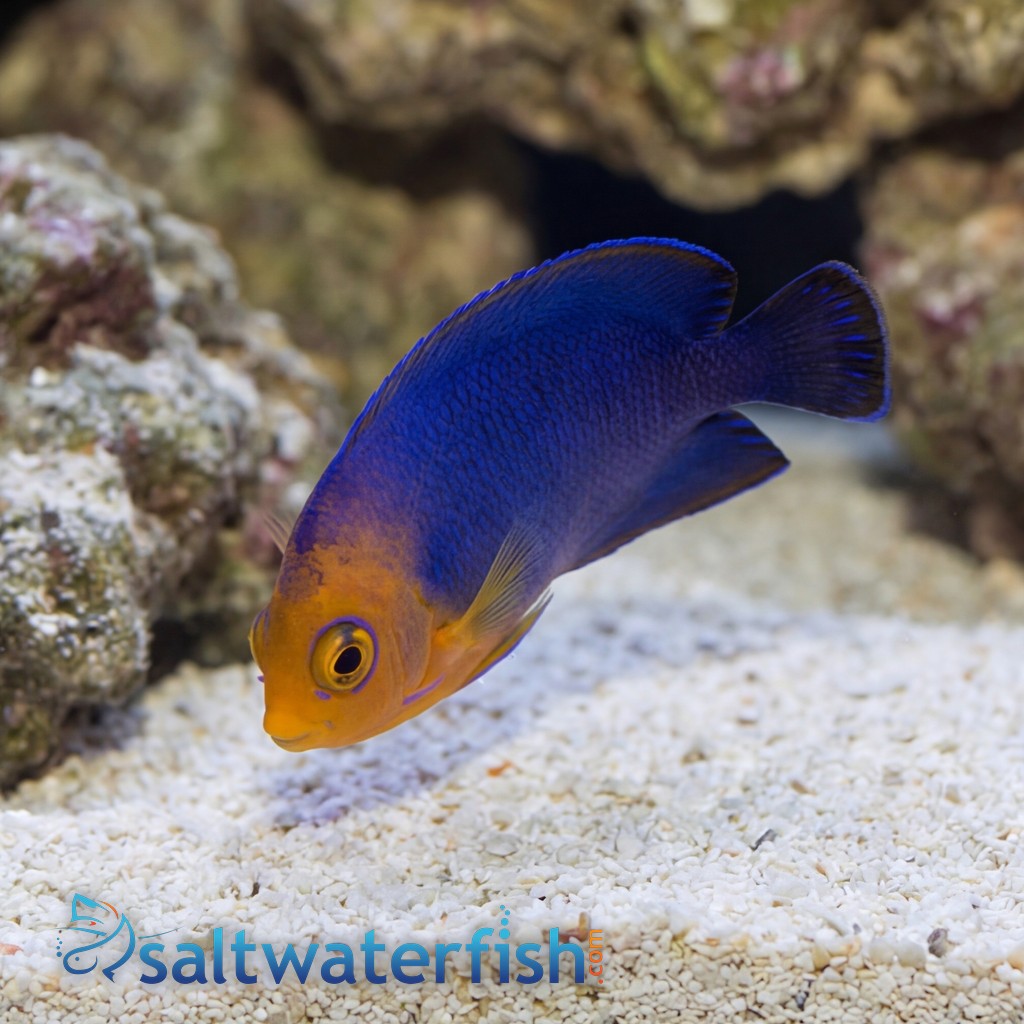 Pygmy Angelfish