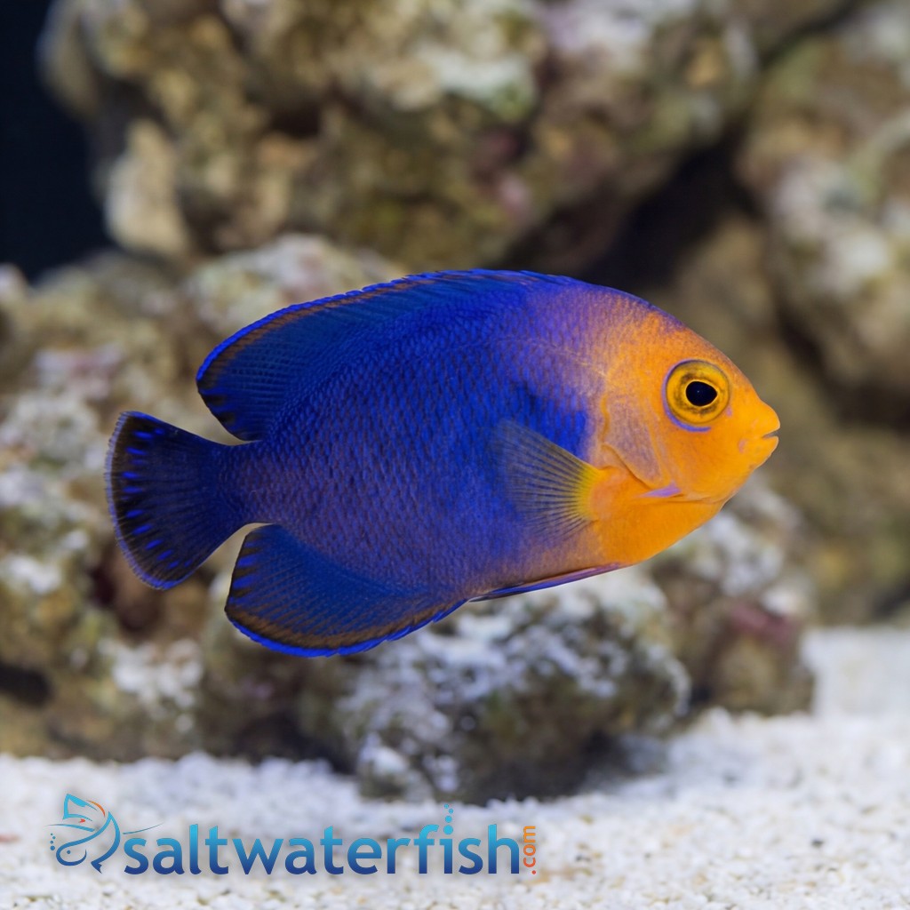 Pygmy Angelfish