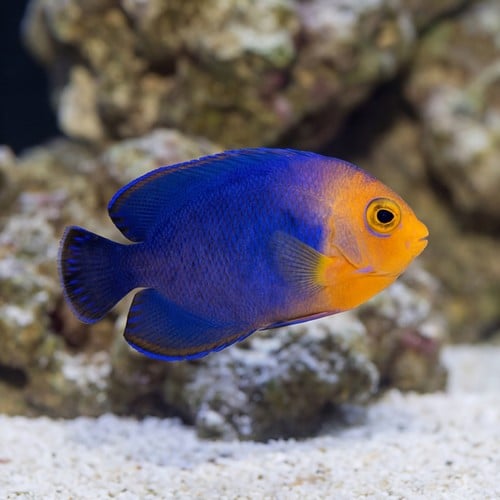 Pygmy Angelfish