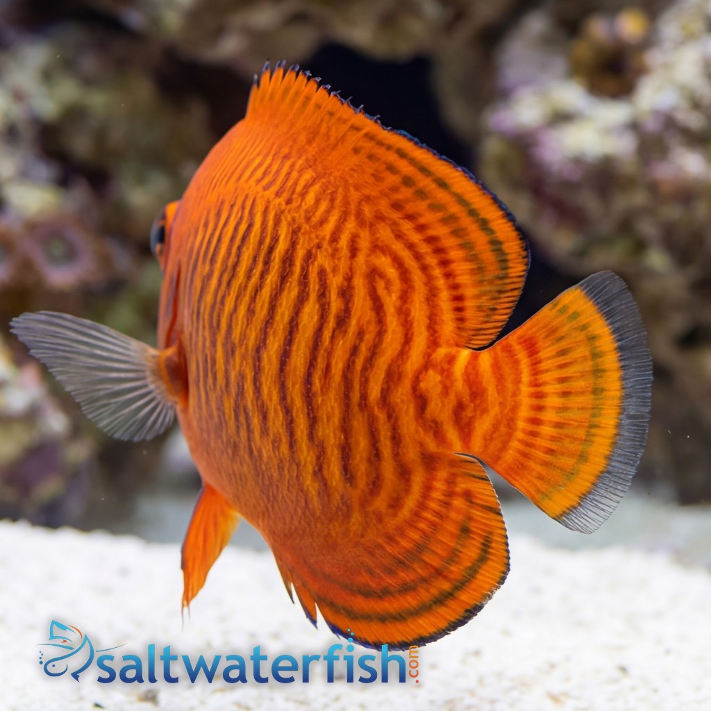 Golden Angelfish