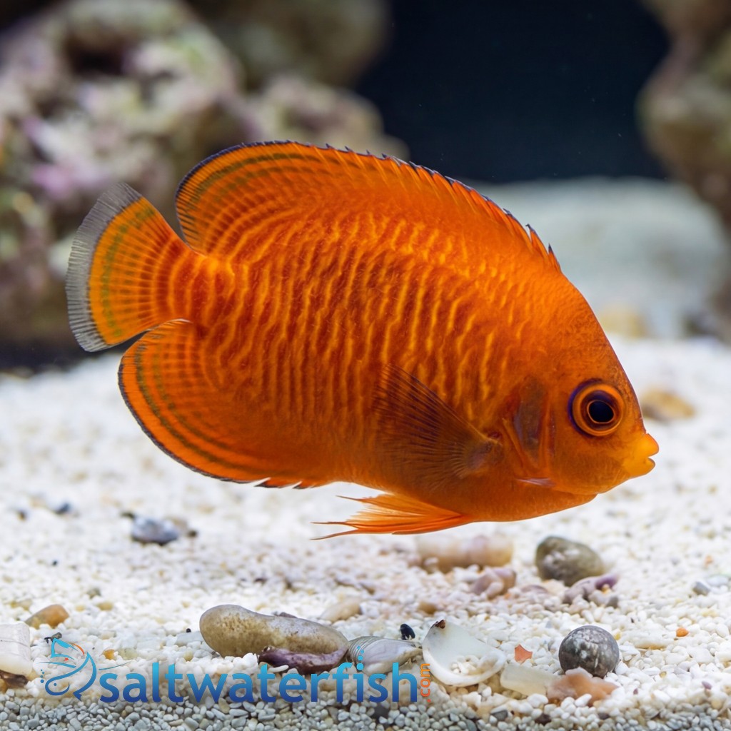 Golden Angelfish