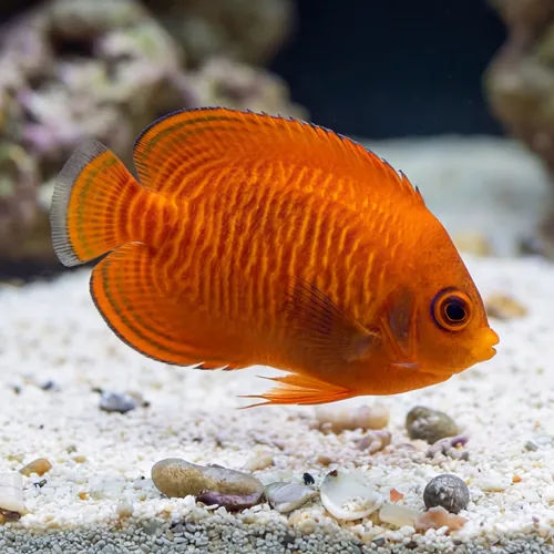 Golden Angelfish