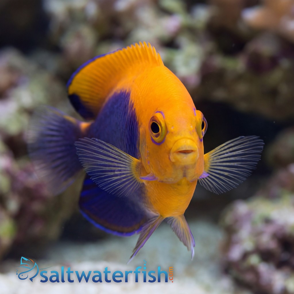 Flameback Angelfish  - Caribbean
