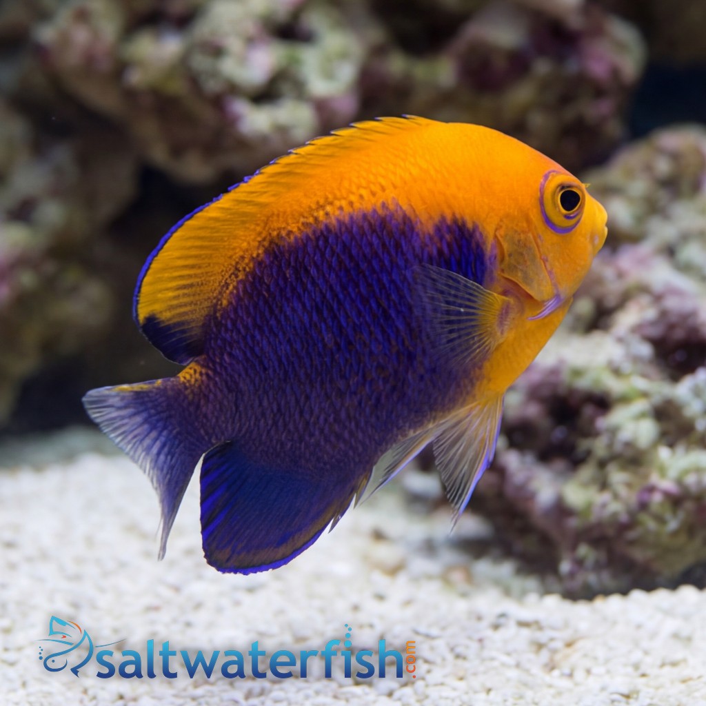 Flameback Angelfish  - Caribbean