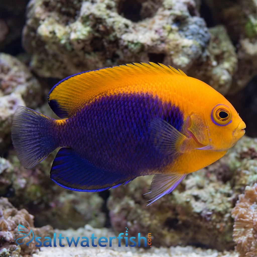 Flameback Angelfish  - Caribbean