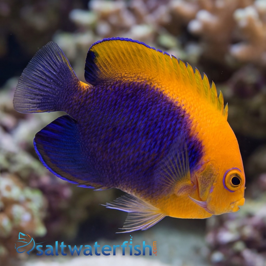 Flameback Angelfish  - Caribbean