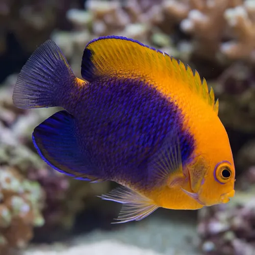 Flameback Angelfish  - Caribbean