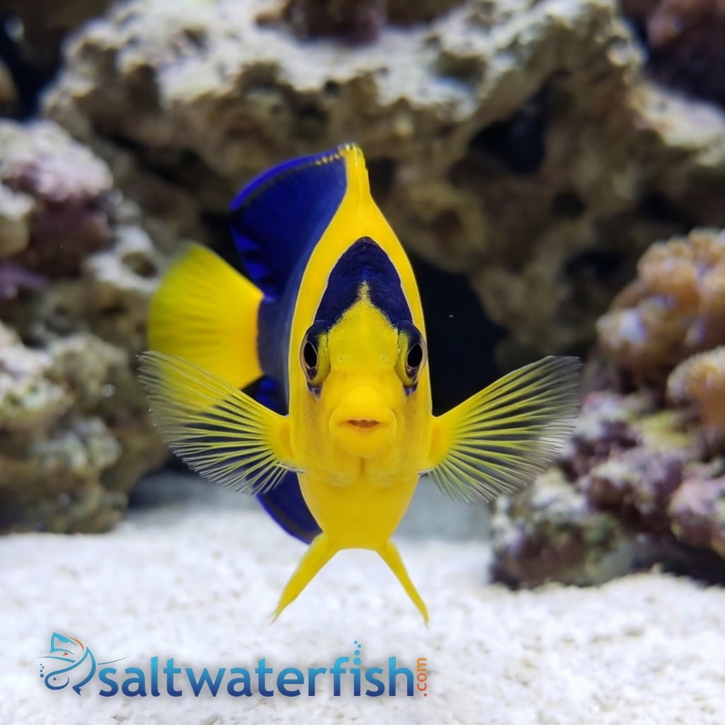 Bicolor Angelfish