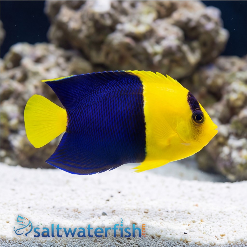 Bicolor Angelfish