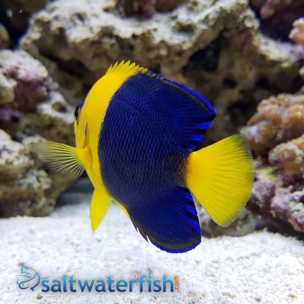 Bicolor Angelfish