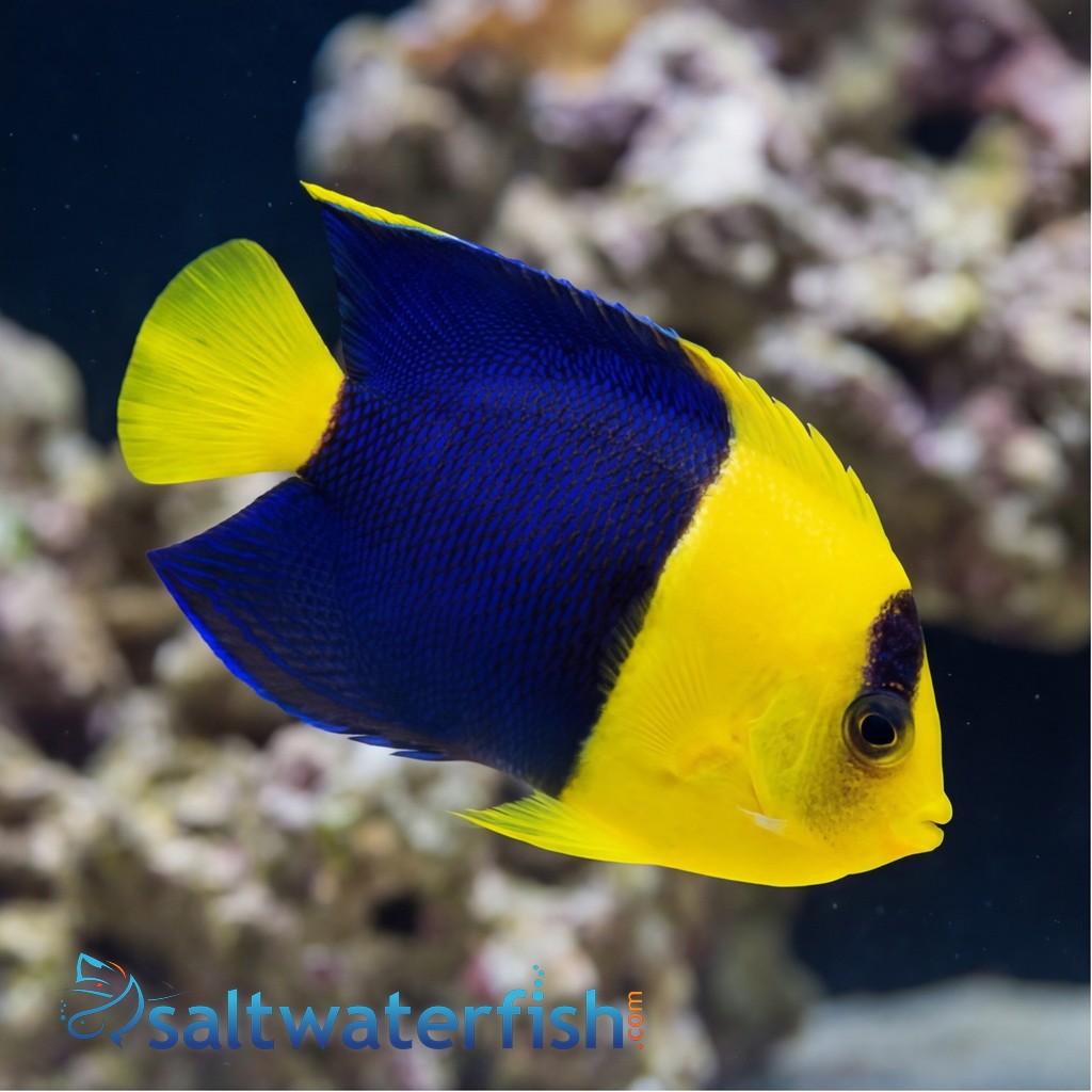 Bicolor Angelfish - Fiji