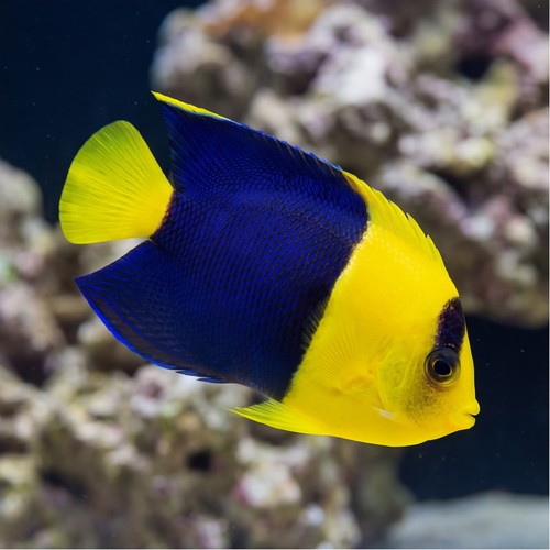 Bicolor Angelfish - Fiji