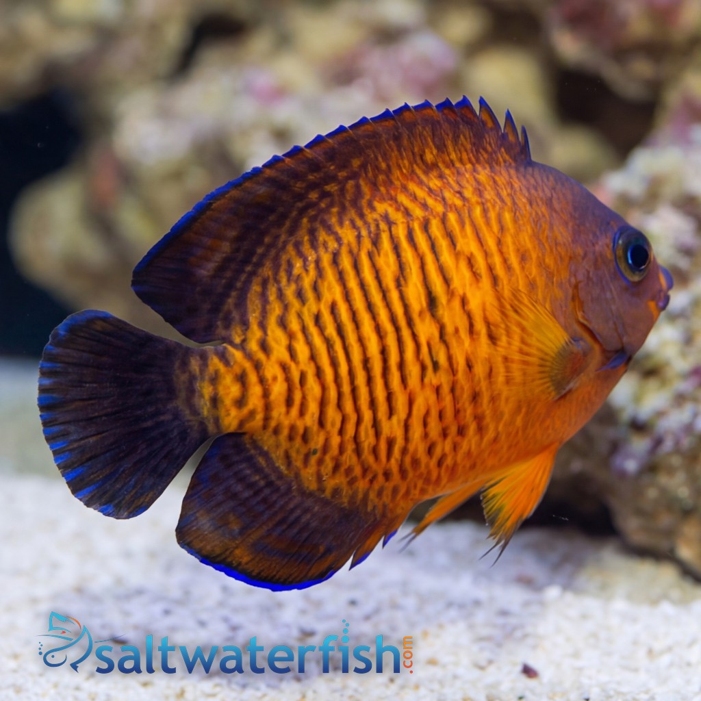 Coral Beauty Angelfish