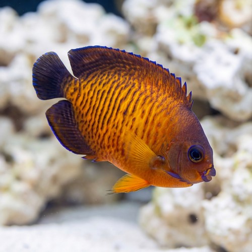 Coral Beauty Angelfish