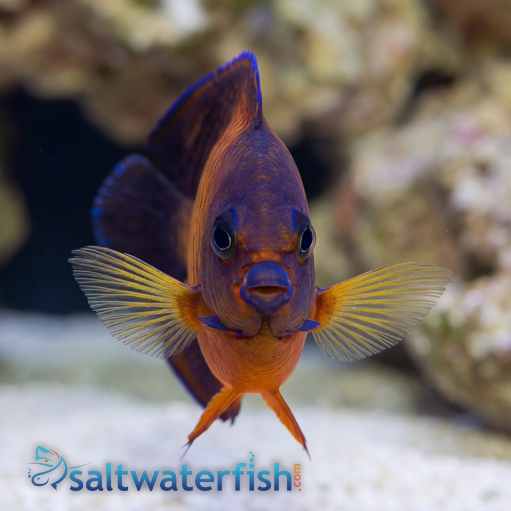 Coral Beauty Angelfish - Captive Bred
