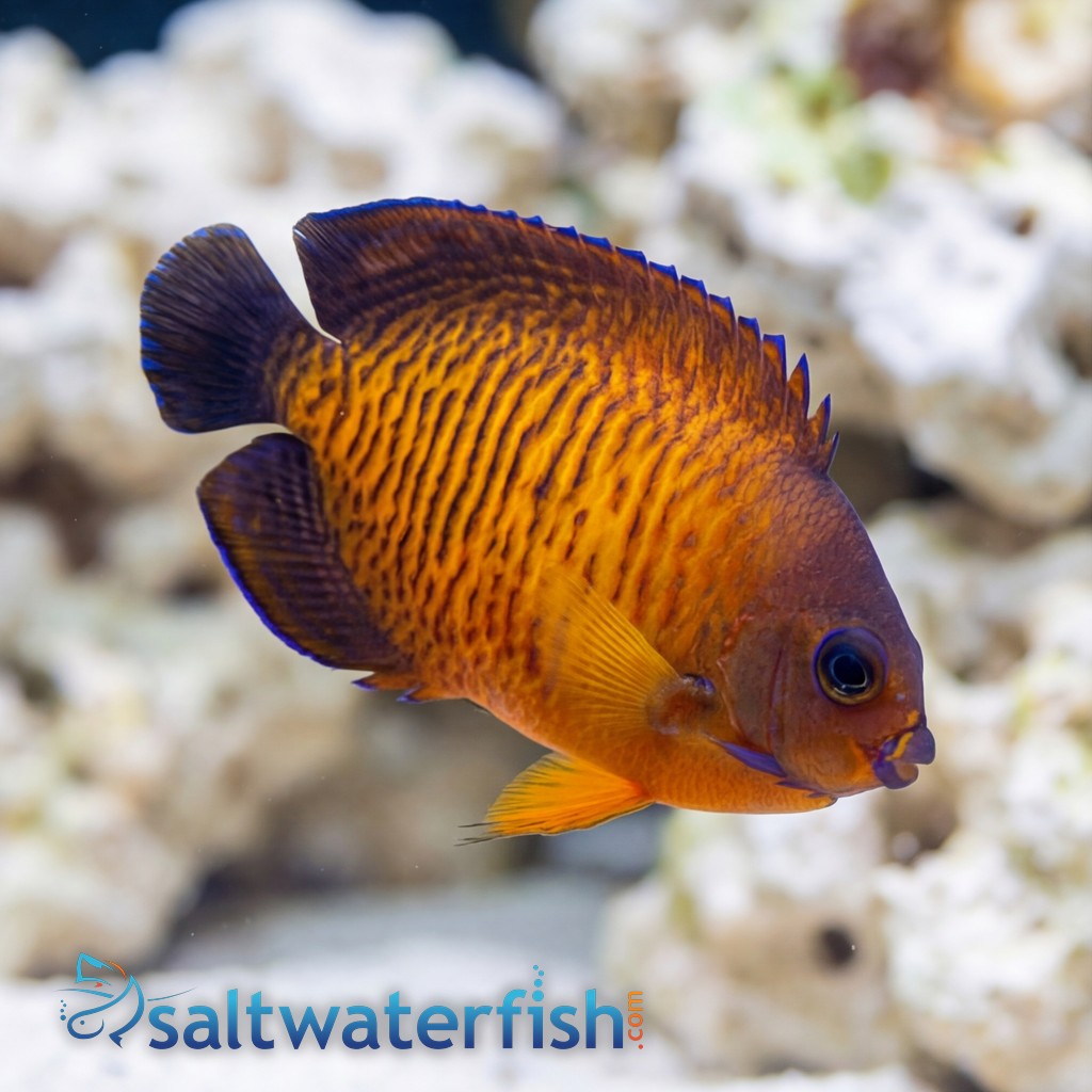 Coral Beauty Angelfish - Captive Bred