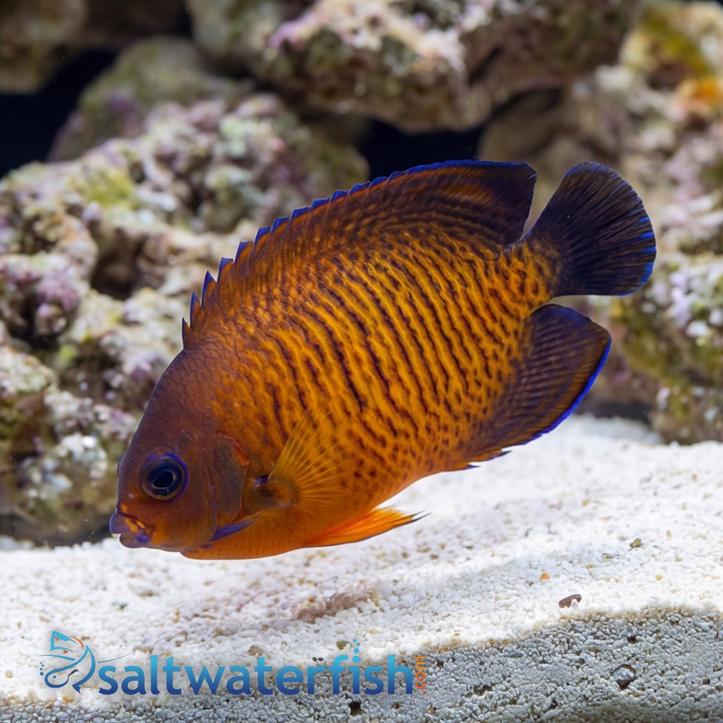 Coral Beauty Angelfish - Fiji