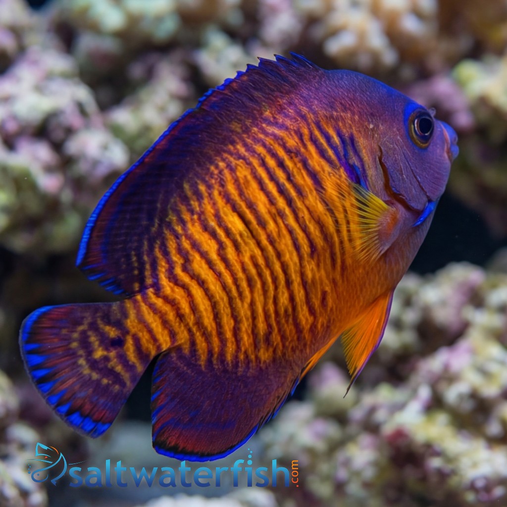 Coral Beauty Angelfish Tiger Tail