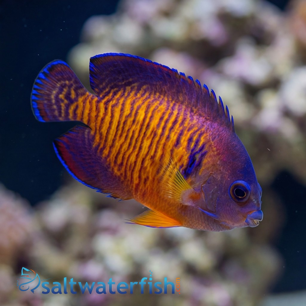 Coral Beauty Angelfish Tiger Tail
