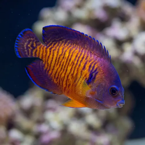 Coral Beauty Angelfish Tiger Tail