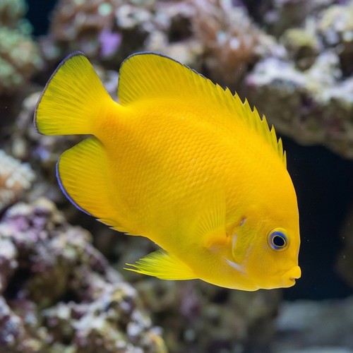 Coco's Pygmy Lemonpeel Angelfish
