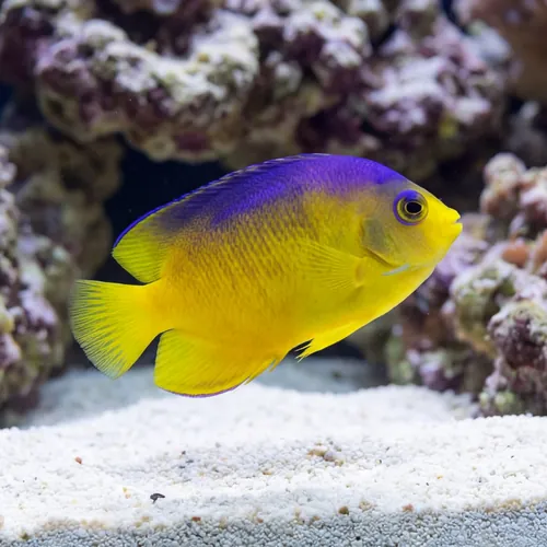 Colini Angelfish